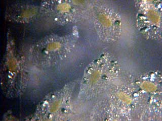 Stan. posadae seed photomicrograph by Lacy Powell