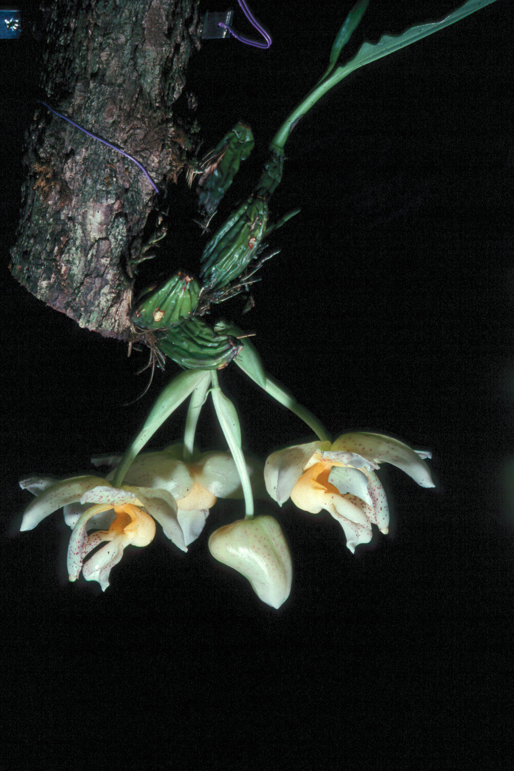 Photo of Stanhopea radiosa by Noble Bashor