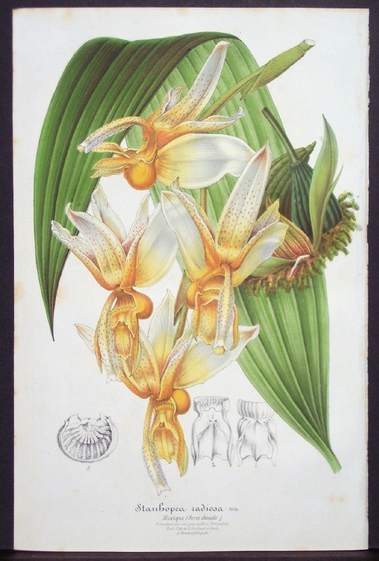 19th C lithograph of Stanhopea radiosa