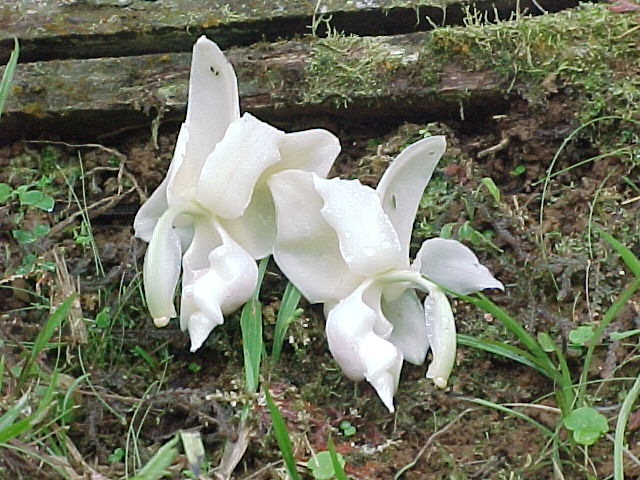 Stanhopea reichenbachiana photo by Carlos A. Acevedo