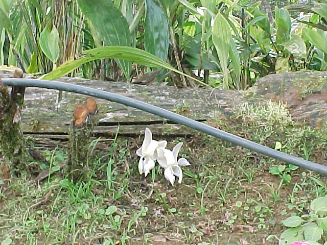 Stanhopea reichenbachiana photo by Carlos A. Acevedo