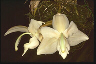 Stanhopea reichenbachiana