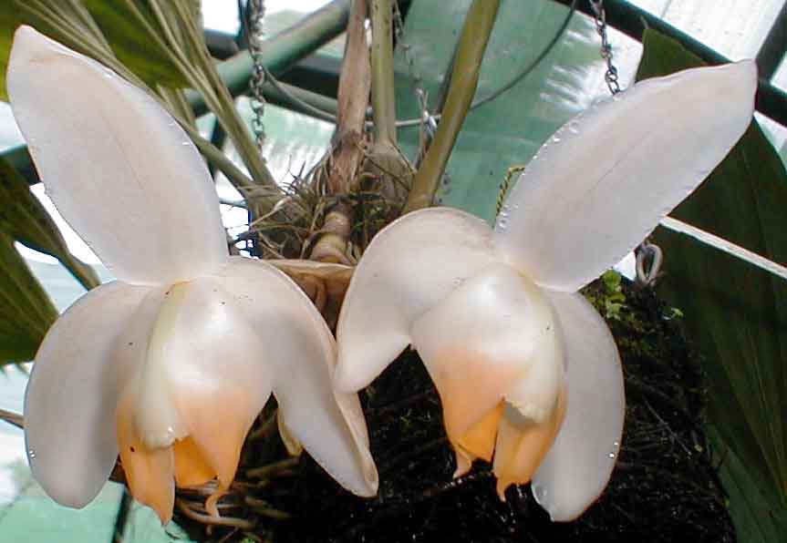 Stanhopea tricornis by Pedro Glucksmann