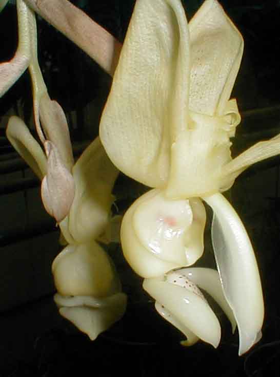 Stanhopea warscewiczii by P. Glucksmann