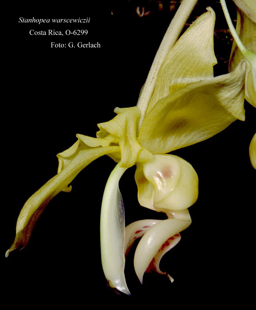 Stanhopea warscewiczii by Gerlach