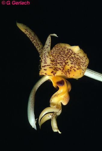 Stan. whittenii from Chiapas, photo by G. Gerlach