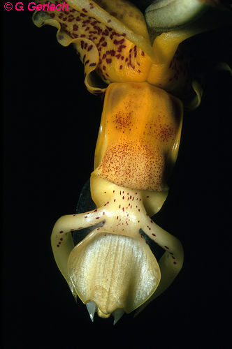 Back of lip, photo by G. Gerlach