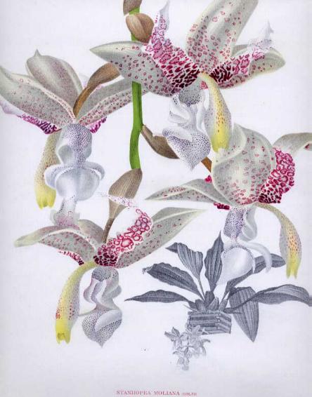 Stanhopea moliana from Lindenia